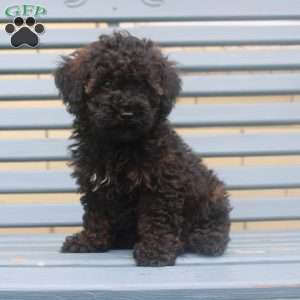 Lilly, Miniature Poodle Puppy